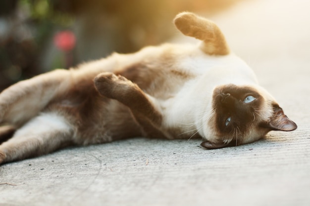 Ładny kot Syjamski cieszyć się i spać na betonowej podłodze