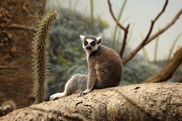 Ładny lemur siedzący na drzewie w zoo