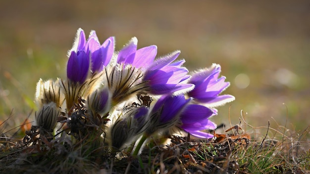 Ładny mały fioletowy kwiatek na wiosnę Piękne tło przyrodnicze na wiosnę na łące Kwiat sasanki Pulsatilla grandis