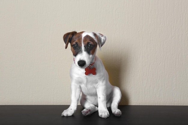 Ładny mały pies Jack Russell terrier na jasnym tle