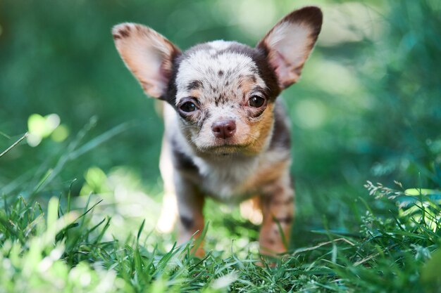 Ładny mały piesek chihuahua na trawie