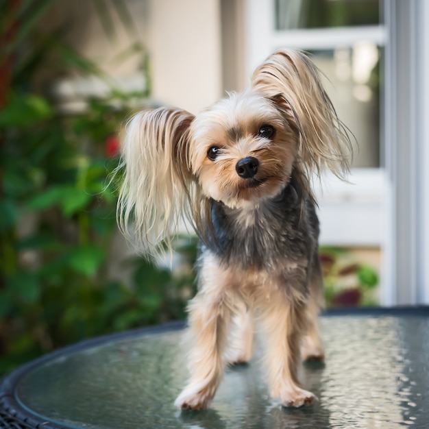 Ładny Mały Yorkshire Terrier.