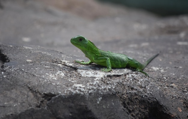 Ładny Mały Zielony Iguana R. W Słońcu.