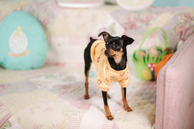 Ładny Mały Zwierzak W Domu Na Kanapie Pies W żółtym Swetrze Poduszka W Kształcie Jajka Wielkanoc