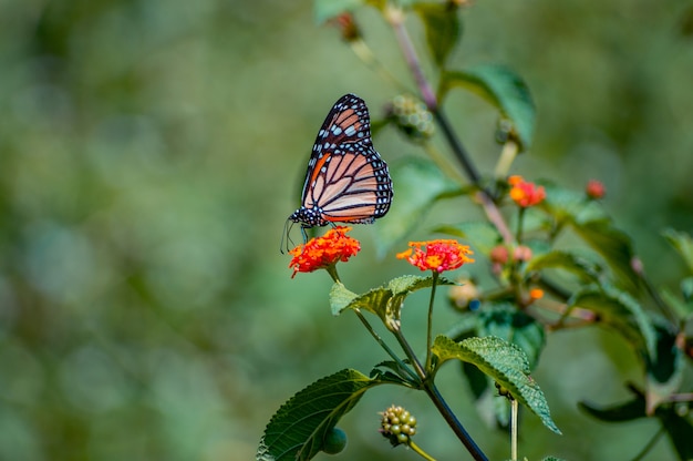 ładny motyl monarcha pozowanie na kwiatek