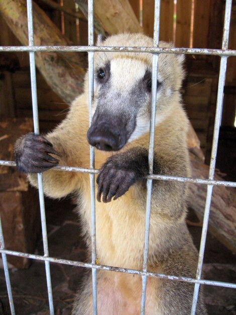 Zdjęcie Ładny ostronos w zoo