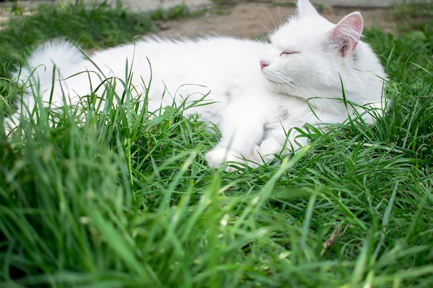 Ładny piękny biały puszysty słodki kot cieszyć r. na zielony świeży trawnik trawnik w domu podwórko w ogrodzie na ciepły letni dzień Spokojny zamyślony opalanie się domowy portret zwierzaka