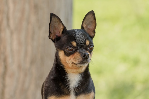 Ładny pies Chihuahua siedzi w parku