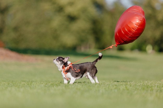 Ładny Pies Chihuahua Z Balonami