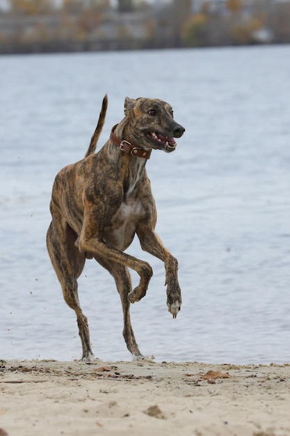 Ładny pies greyhound na świeżym powietrzu Greyhound w tle przyrody