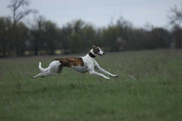 Ładny pies greyhound na świeżym powietrzu Greyhound w tle przyrody