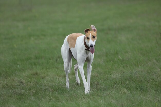 Ładny pies greyhound na świeżym powietrzu Greyhound w tle przyrody