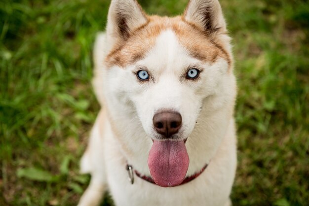 Ładny pies husky w parku