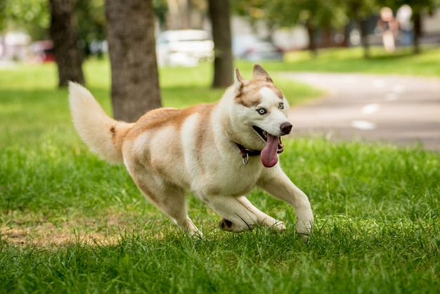 Ładny Pies Husky W Parku