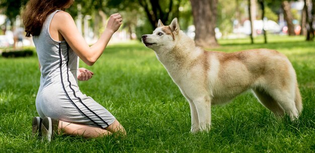 Ładny Pies Husky W Parku