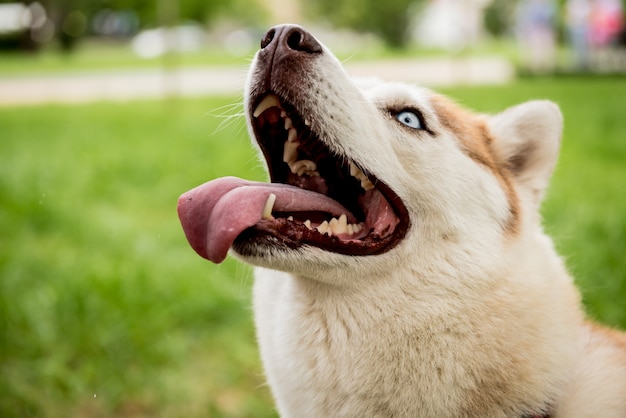 Ładny pies husky w parku