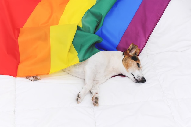 Ładny Pies Jack Russell Owinięty W Tęczy Flaga Lgbt Leżącego Na Białym łóżku