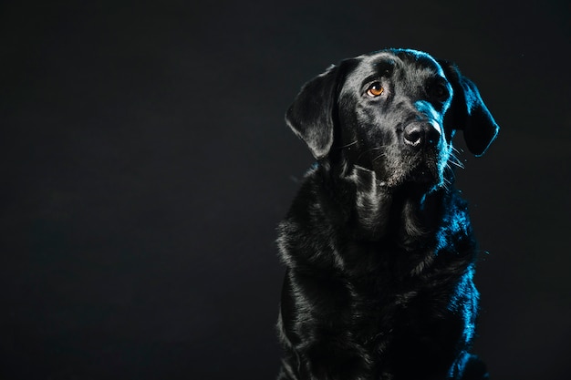 Zdjęcie Ładny pies na czarno