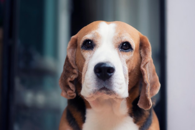 Zdjęcie Ładny pies rasy beagle leżący portret