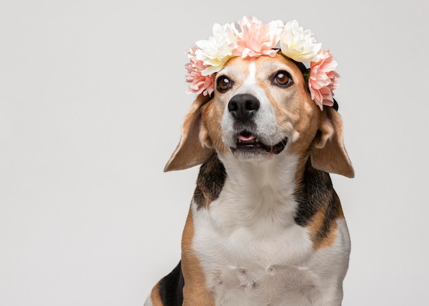 Ładny Pies Rasy Beagle Z Wieńcem Kwiatów Na Białym Tle. Wiosna Portret Psa.