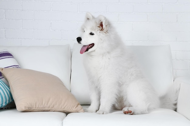 Ładny pies Samoyed na kanapie z poduszkami na tle ściany z cegły