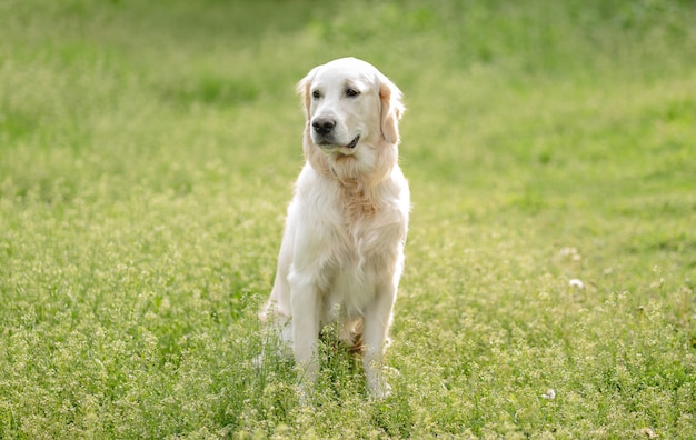Ładny pies siedzi na kwitnącym polu