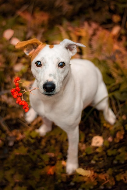 ładny pies trzyma w zębach gałąź jarzębiny. Jesienny portret jack russell, parson russell