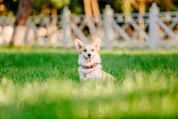 Ładny pies Welsh Corgi odkryty. Portret psa Zwierzak na spacerze. Piękny zabawny pies rasy corgi