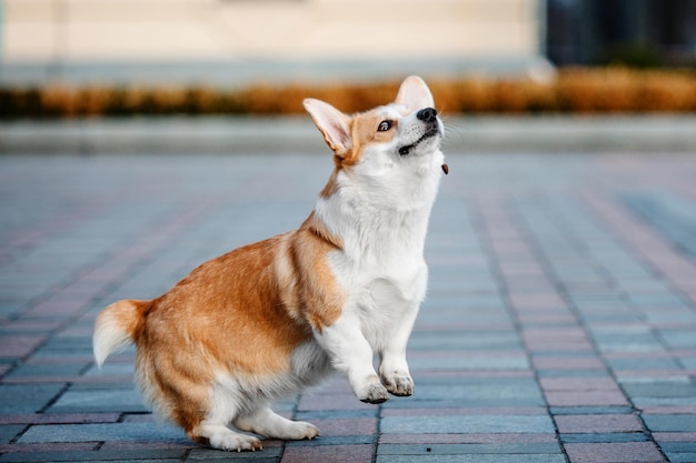 Ładny pies Welsh Corgi odkryty. Portret psa Zwierzak na spacerze. Piękny zabawny pies rasy corgi