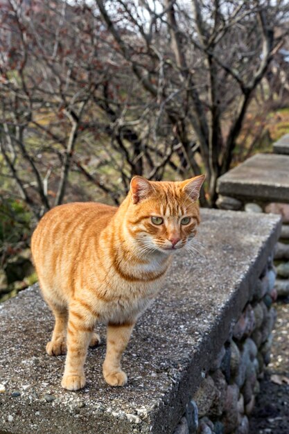 Ładny przyjazny rudy bezdomny kot zbliżenie w zimowy pochmurny dzień w górach