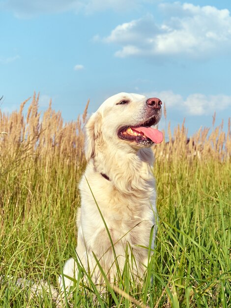 Ładny retriever na tle przyrody.