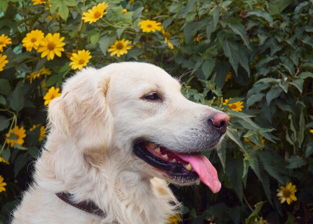 Ładny retriever na tle przyrody.