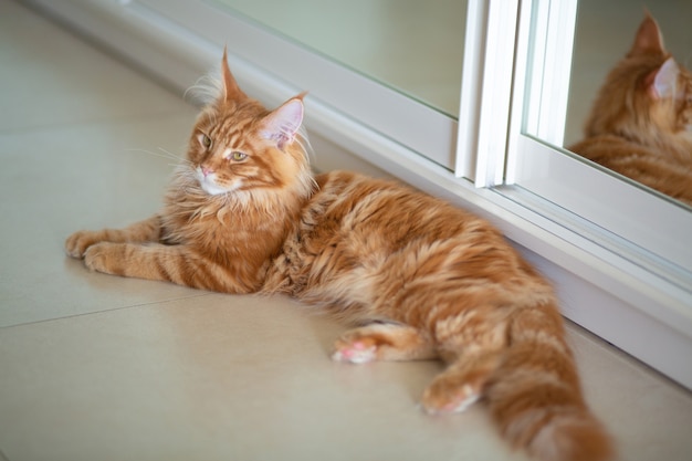 Ładny rudy kotek Maine Coon leżący przy lustrze ze swoim odbiciem