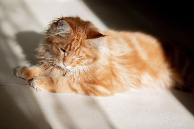 Ładny rudy pręgowany kotek Maine Coon wygrzewający się w słońcu