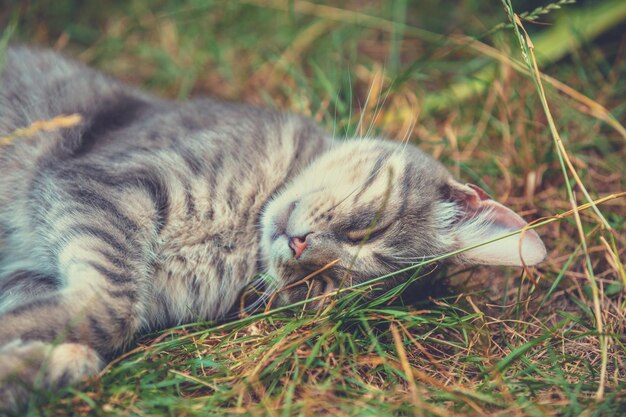 Ładny szary kot śpi na zewnątrz na trawie latem