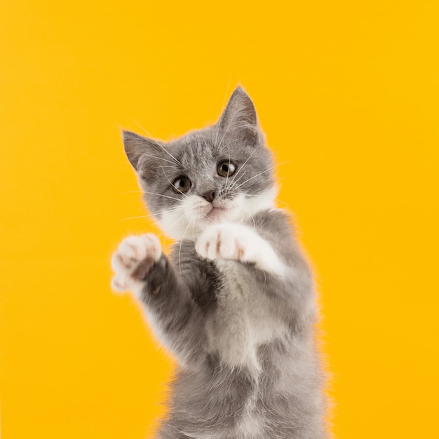 Ładny szary kotek zabawny i zabawny, grając i tańcząc na żółto.