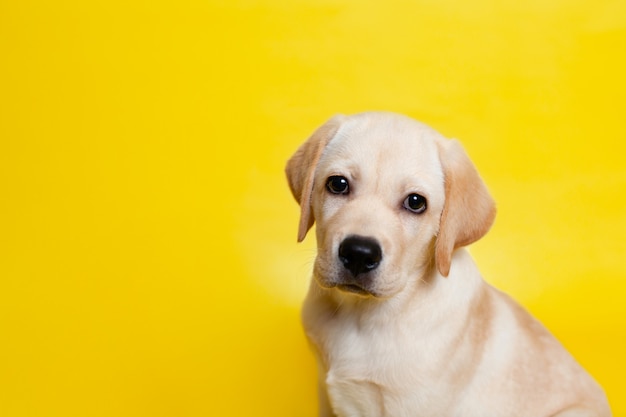 Ładny szczeniak labrador na żółtym tle mrugnięcie. Miejsce na tekst. Zwierzak domowy. Pies. Zdjęcie wysokiej jakości