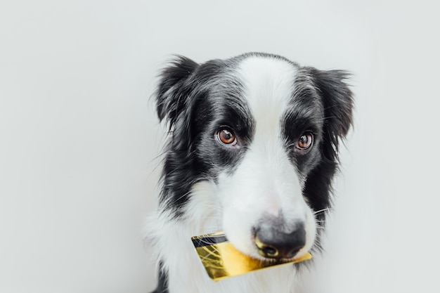 Ładny Szczeniak Pies Border Collie Trzymając Złotą Kartę Kredytową Banku W Ustach Na Białym Tle