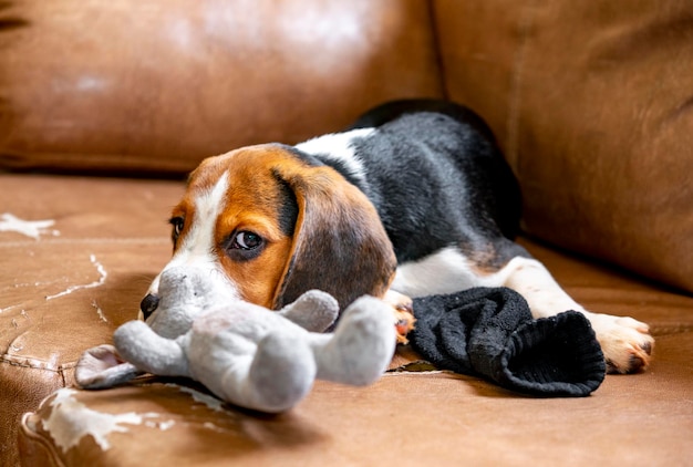 Ładny szczeniak rasy beagle bawi się pluszową myszką na kanapie.