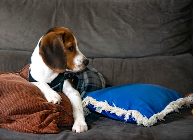 Ładny szczeniak rasy beagle na kanapie.