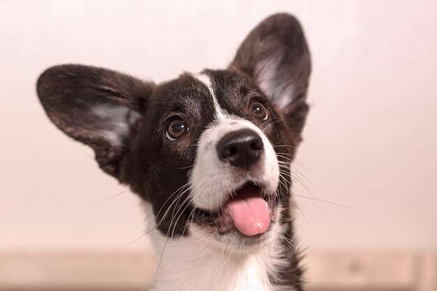 Ładny szczeniak Welsh Corgi Pembroke Portret Zwierzęta