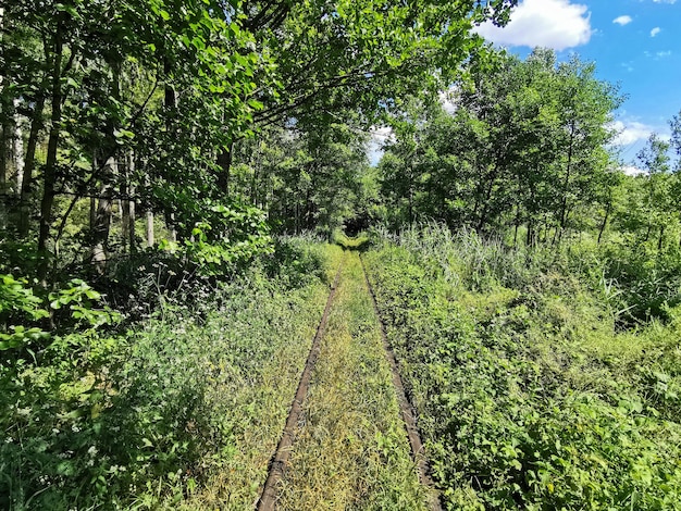 Ładny widok na tory kolejowe w lesie. Zielony bajeczny widok na drzewa w lesie