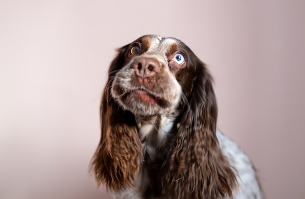 Ładny zabawny czekoladowy młody spaniel rosyjski z różnymi kolorami oczu patrząc w górę. bliska portret.