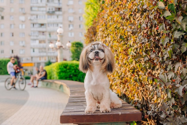 Ładny zabawny pies rasy shih tzu na zewnątrz. Pielęgnacja psa. Zabawny pies w mieście