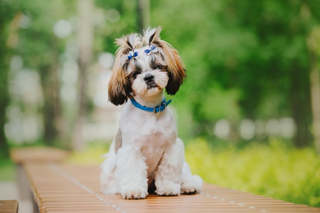 Ładny zabawny pies rasy shih tzu na zewnątrz. Pielęgnacja psa. Zabawny pies w mieście