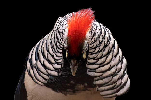 Zdjęcie lady amherst pheasant na czarnym tle