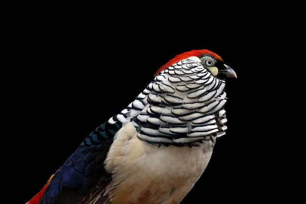 Zdjęcie lady amherst pheasant na czarnym tle