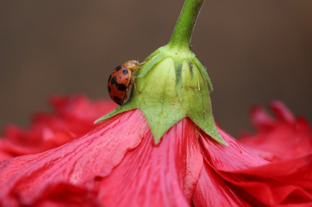 Zdjęcie lady bug