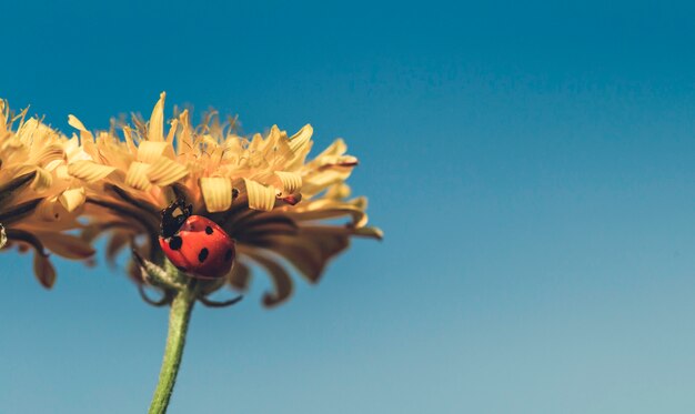 Ladybird na słoneczny żółty stokrotka kwiat niski kąt widzenia