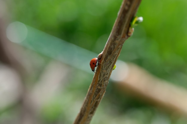 Zdjęcie ladybug jest na gałęzi z zielonym tłem